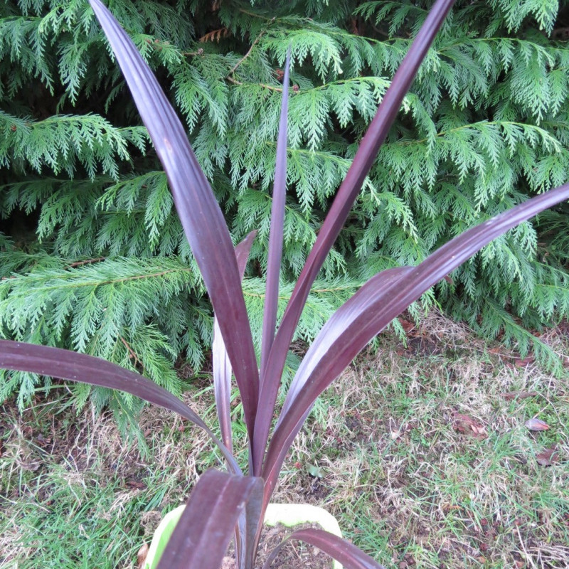 Cordyline obtecta superstar