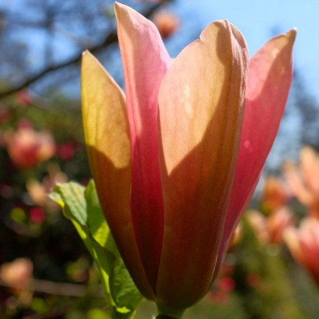 Magnolia peachy