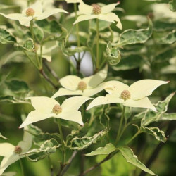 Cornus kousa Peve Foggy