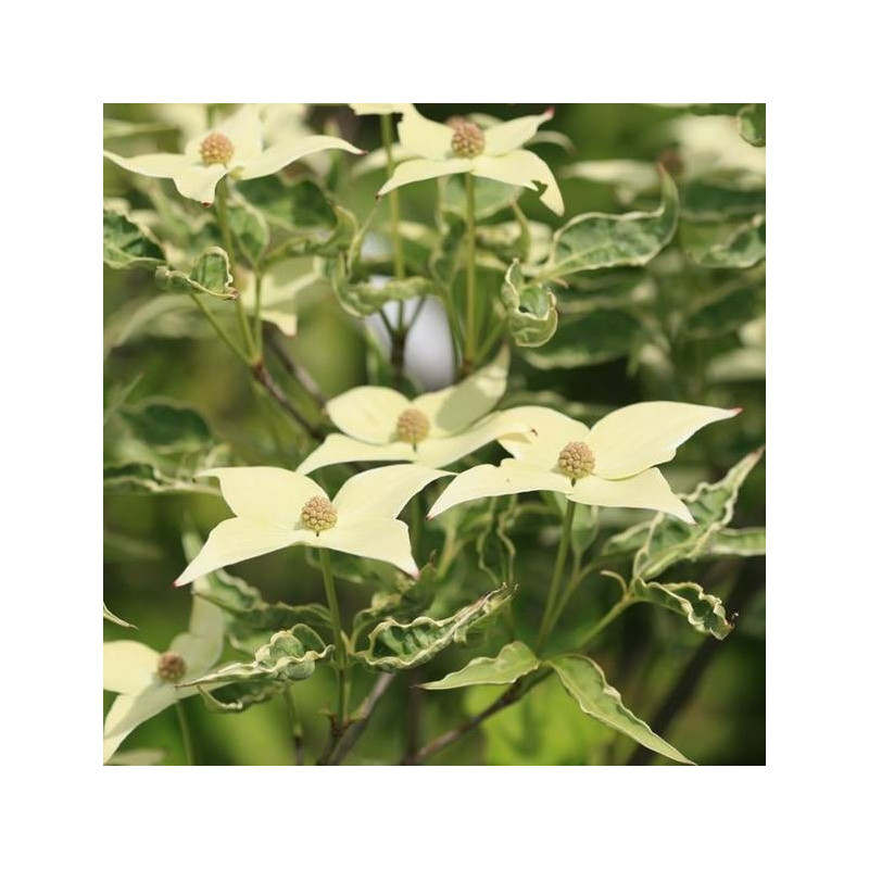 Cornus kousa Peve Foggy