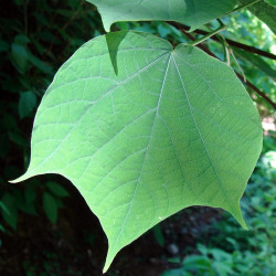 Alangium platanifolium macrophyllum