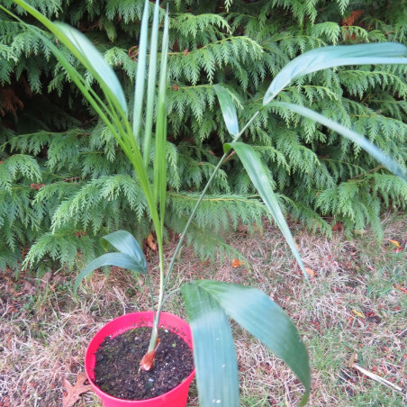 Chamaedorea radicalis (with trunk)