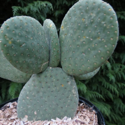 Opuntia microdasys caress