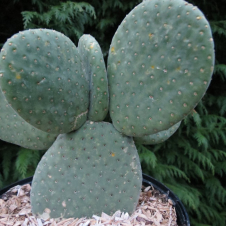 Opuntia microdasys caress