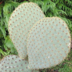 Opuntia scheerii