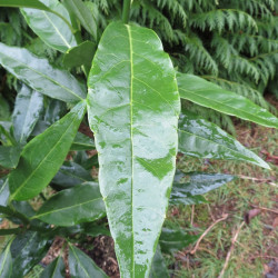 Aucuba japonica longifolia