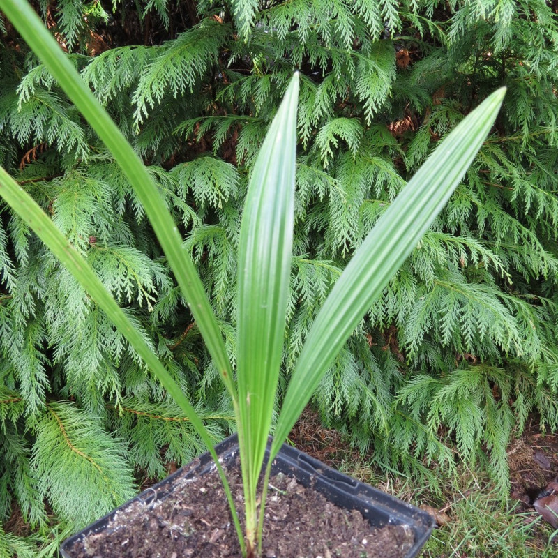 Trachycarpus nanus x fortunei