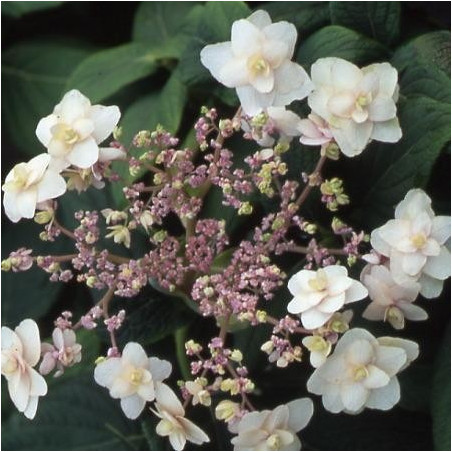 Hydrangea 'Yoraku'