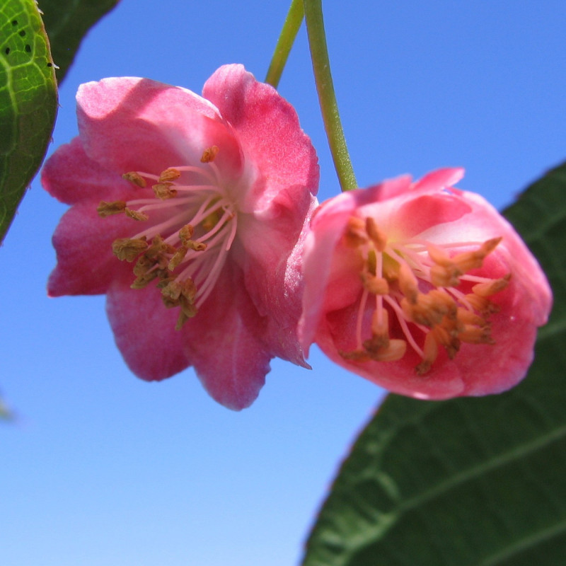 Actinidia purpurna sadowa