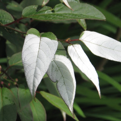 Actinidia purpurna sadowa