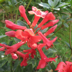 Rhododendron vireya Hendrick's ker