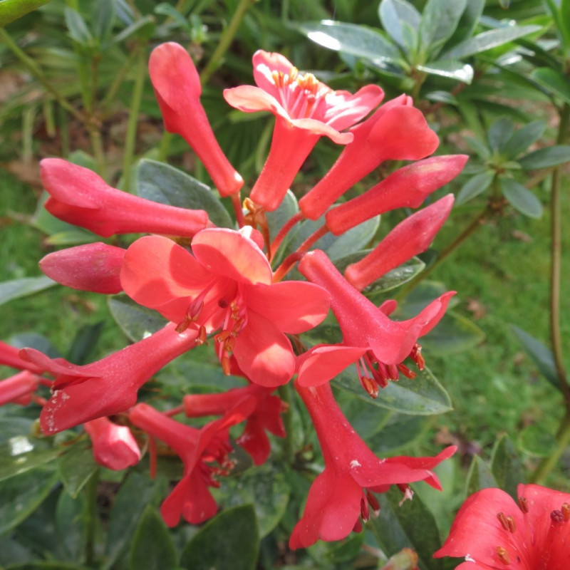 Rhododendron vireya Hendrick's ker