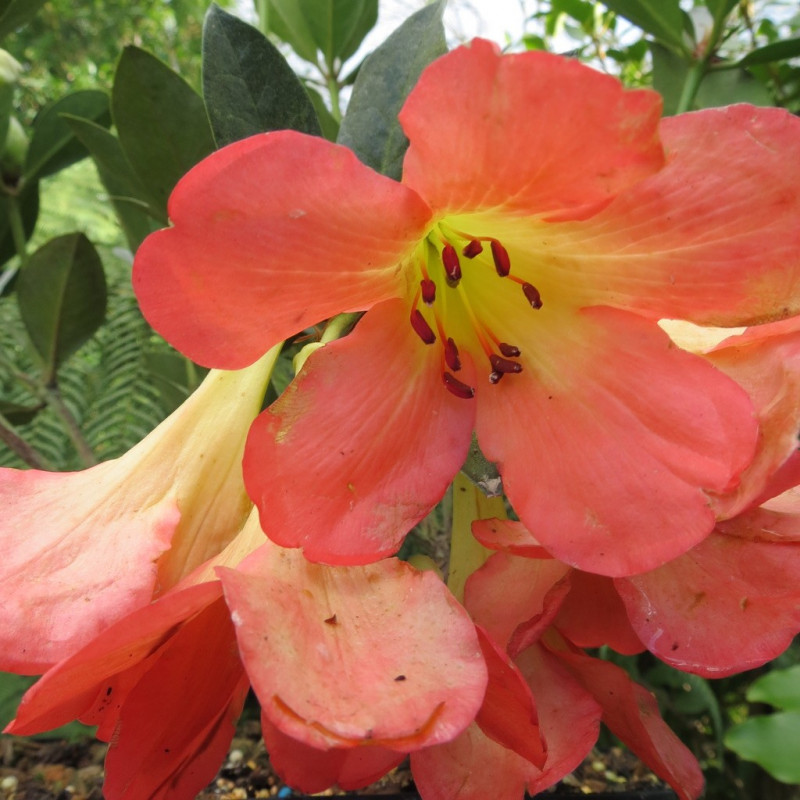 Rhododendron vireya Oogappel