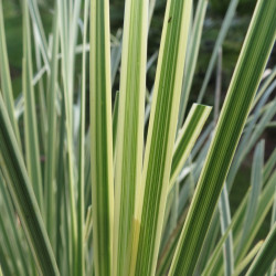 Lomandra white sands