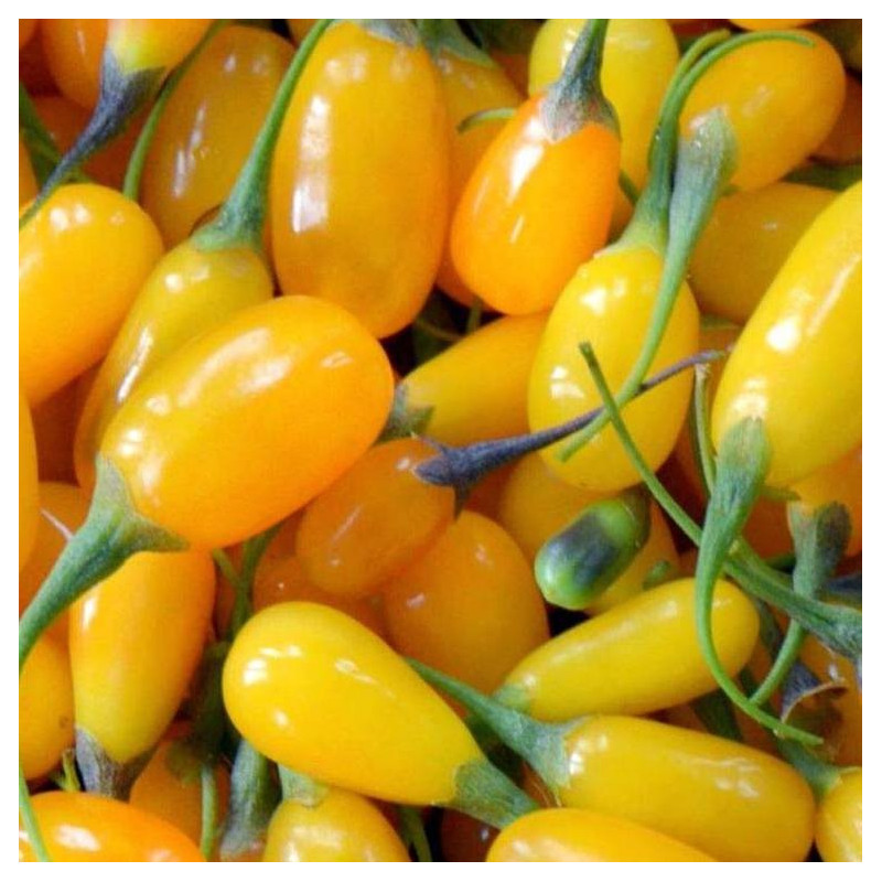 Lycium amber sweet goji®