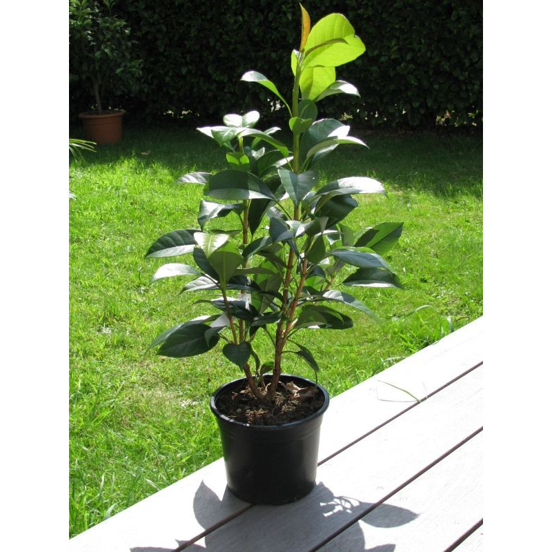 Image of Hydrangea seemanii plant in pot