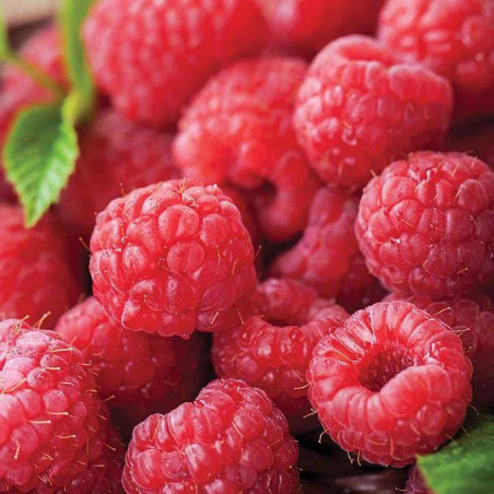 Rubus idaeus ruby beauty