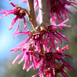 Hamamelis amethyst