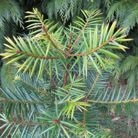 Torreya nucifera