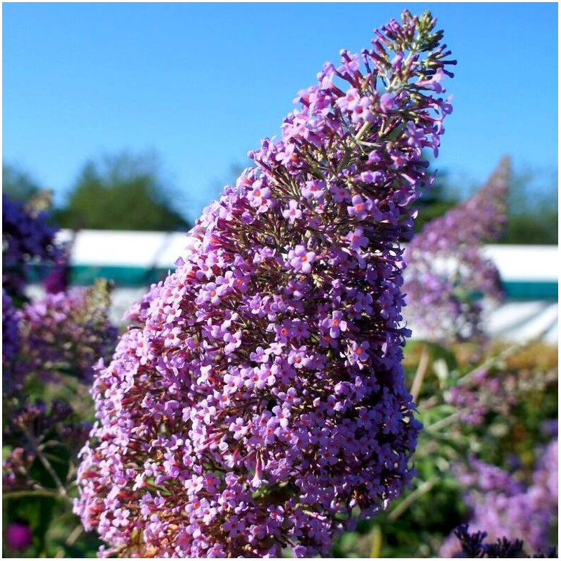 Buddleja Gulliver