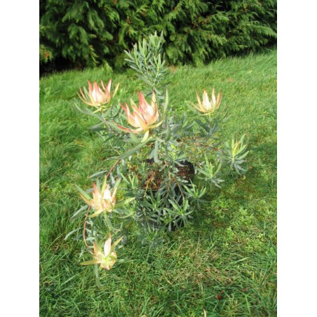 Leucadendron 'fireglow'