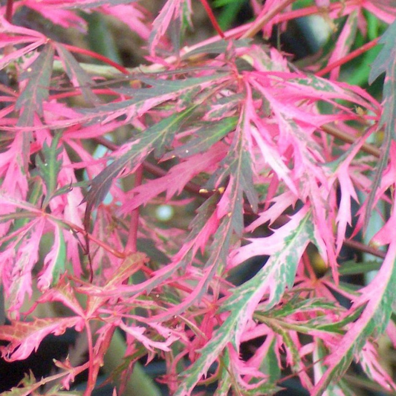 Acer palmatum hana-matoi