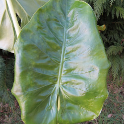 Alocasia Borneo giant