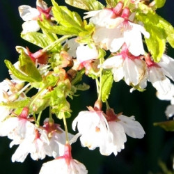 Prunus frilly frock