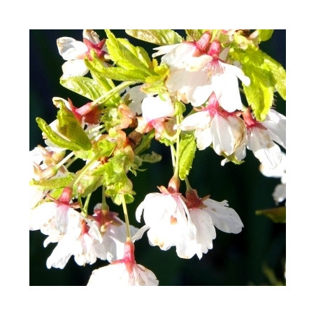 Prunus frilly frock