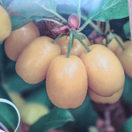 Cornus mas jantarnyj