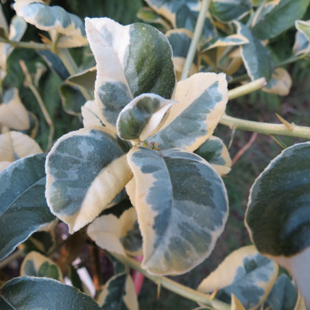 Citrus latifolia foliis variegata