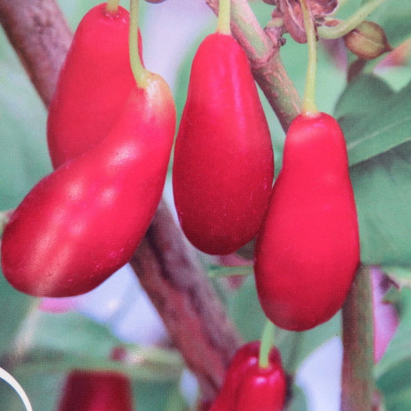 Cornus mas elegant™