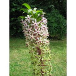 Eucomis 'Can Can'