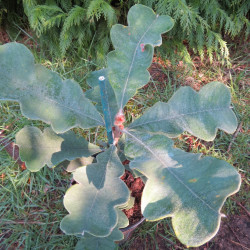 Banksia solandri