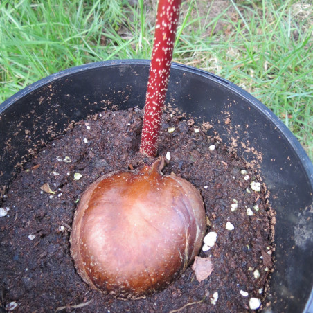 Aesculus wangii À l'ombre des figuiers