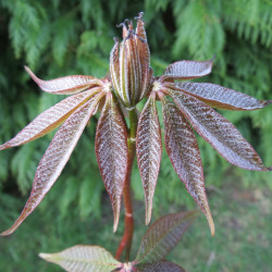 Aesculus wangii