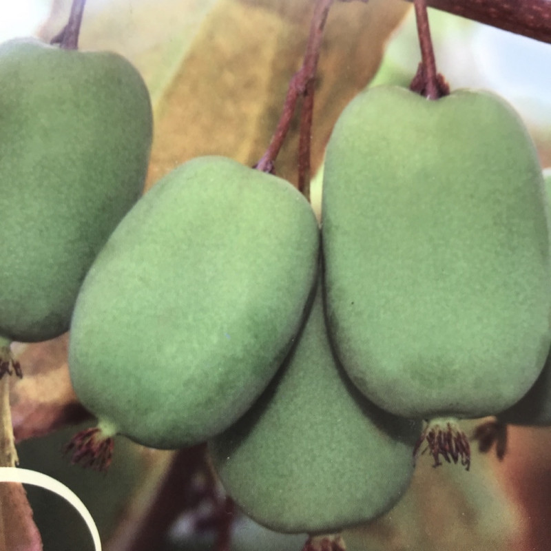 Actinidia arguta Lucy