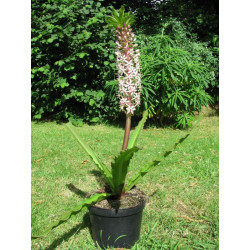 Eucomis 'Can Can'