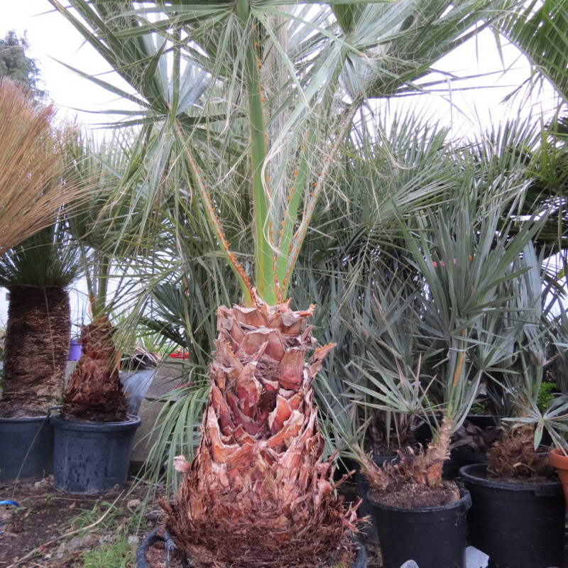 Washingtonia filifera, California palm