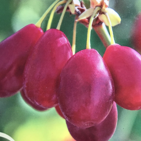 Cornus mas radost