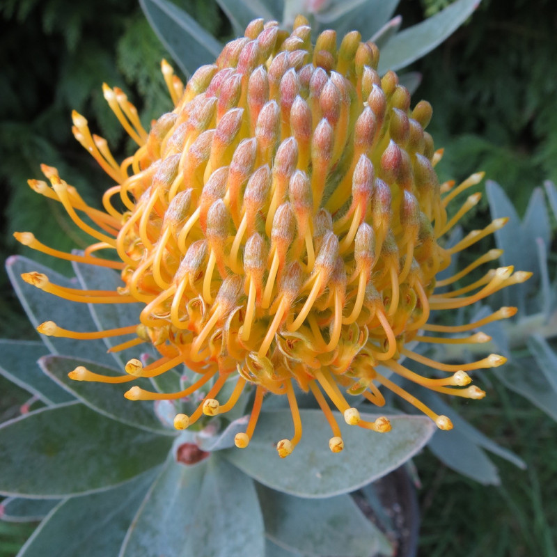 Leucospermum yellow carnival