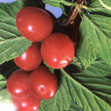 Prunus tomentosa