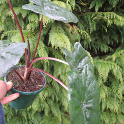 Alocasia Yuccatan princess