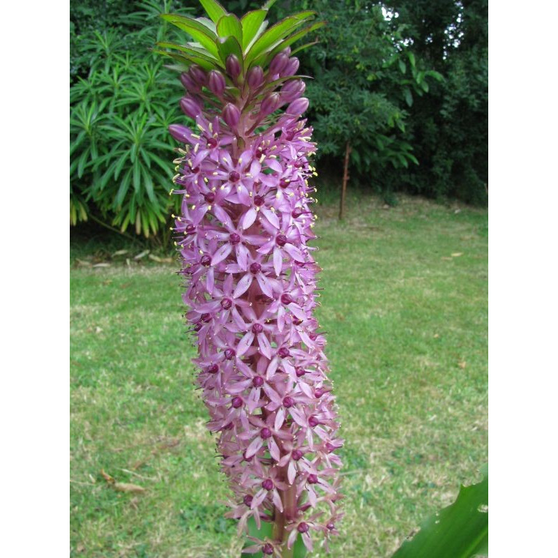 Eucomis 'Reuben'