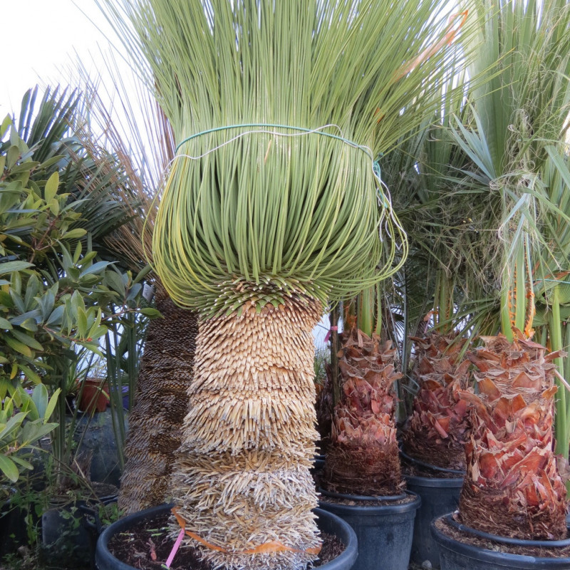 Yucca queretaroensis