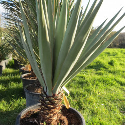 Yucca madrensis