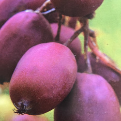 Actinidia purpurea 'hardy red'