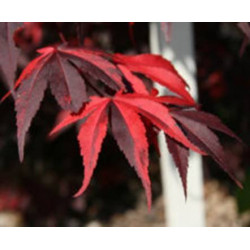 Acer palmatum Fujinami Nishiki