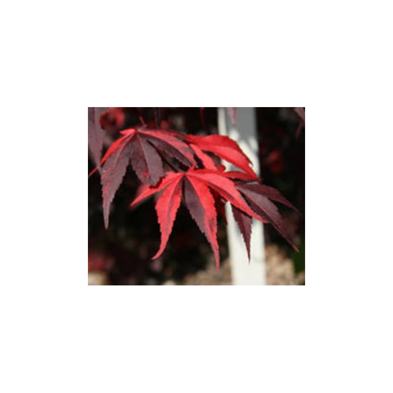 Acer palmatum Fujinami Nishiki