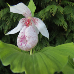 Cypripedium formi